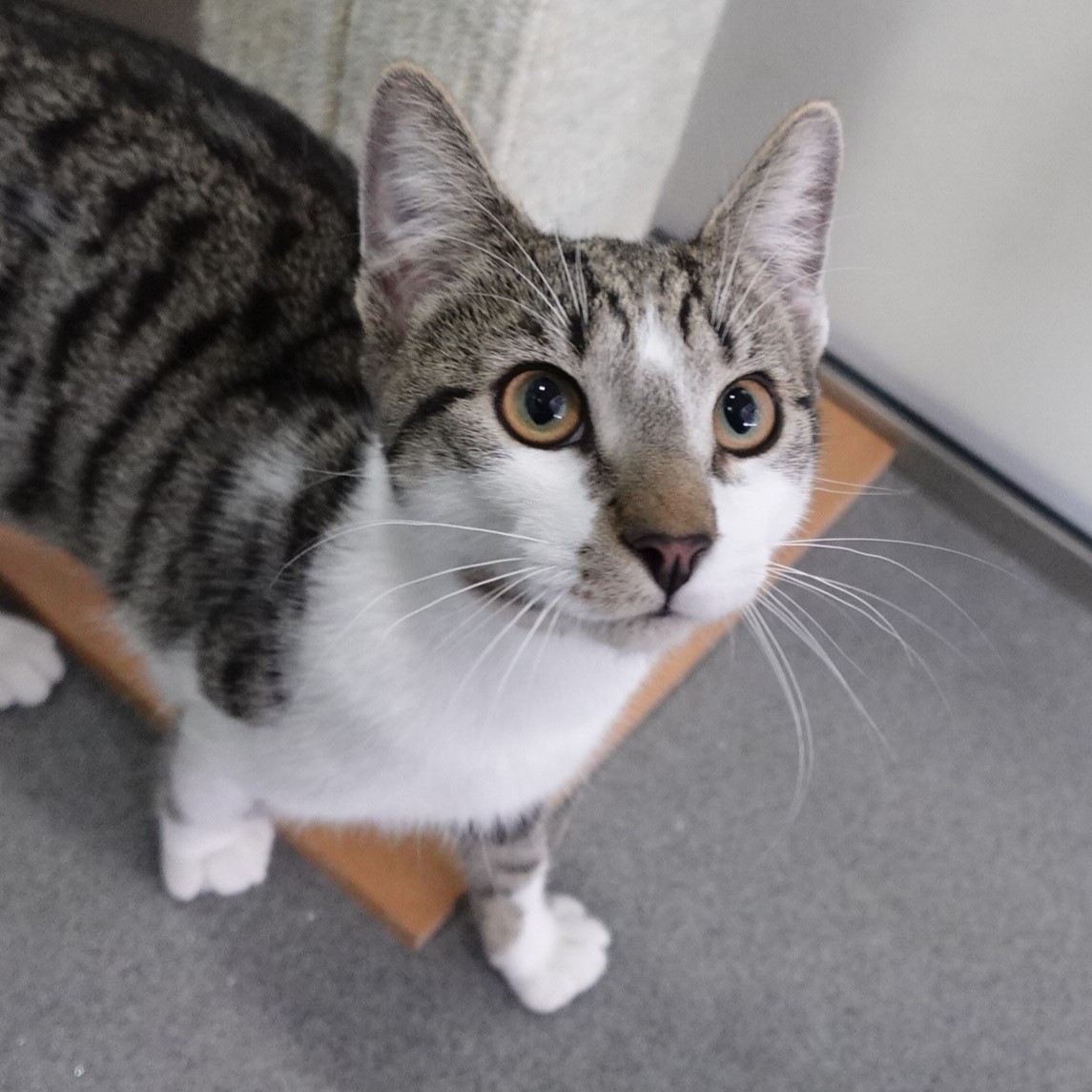 Meet the cats