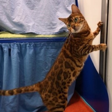 Meet the cats