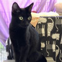 Meet the cats