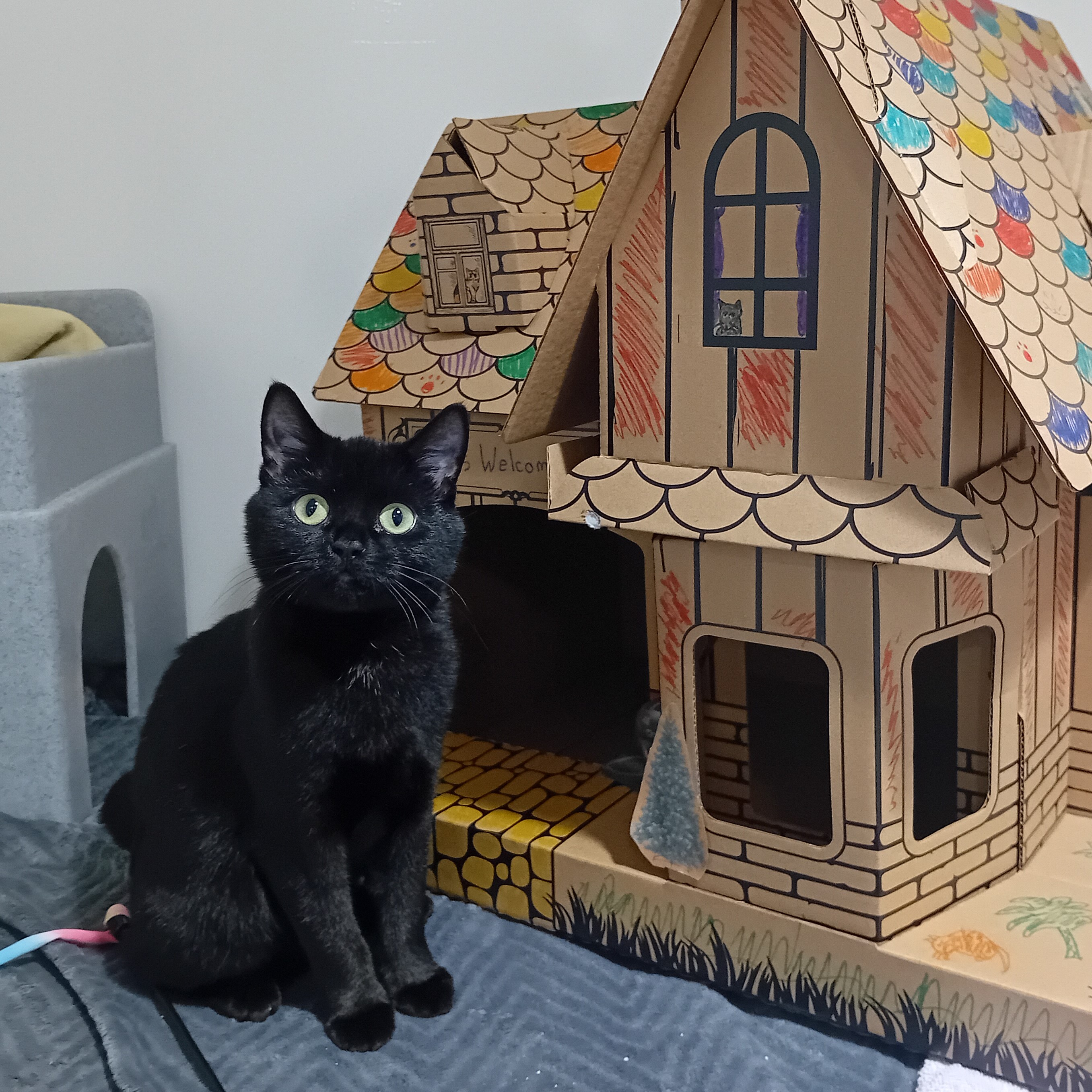 Meet the cats | Battersea Dogs & Cats Home