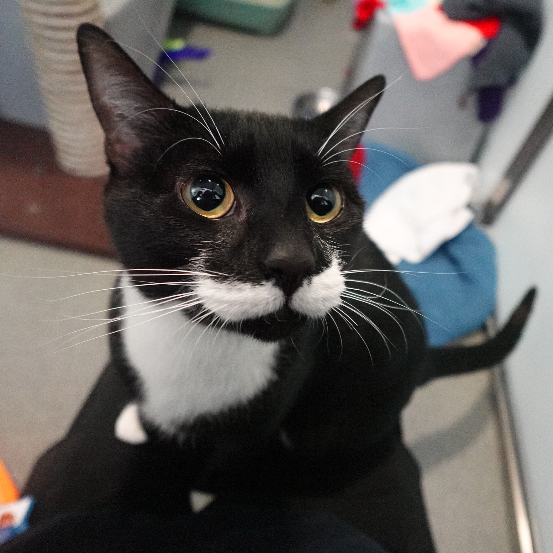 Meet the cats | Battersea Dogs & Cats Home