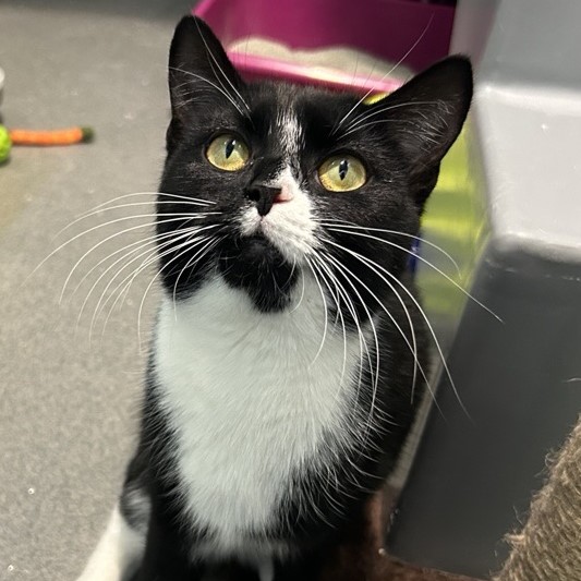 Meet the cats | Battersea Dogs & Cats Home