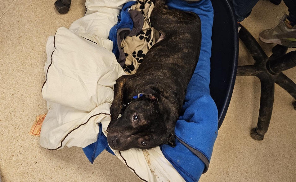 Phoenix, a 9 years old male Unknown available for adoption from Battersea Dogs & Cats Home in Nine Elms, Greater London