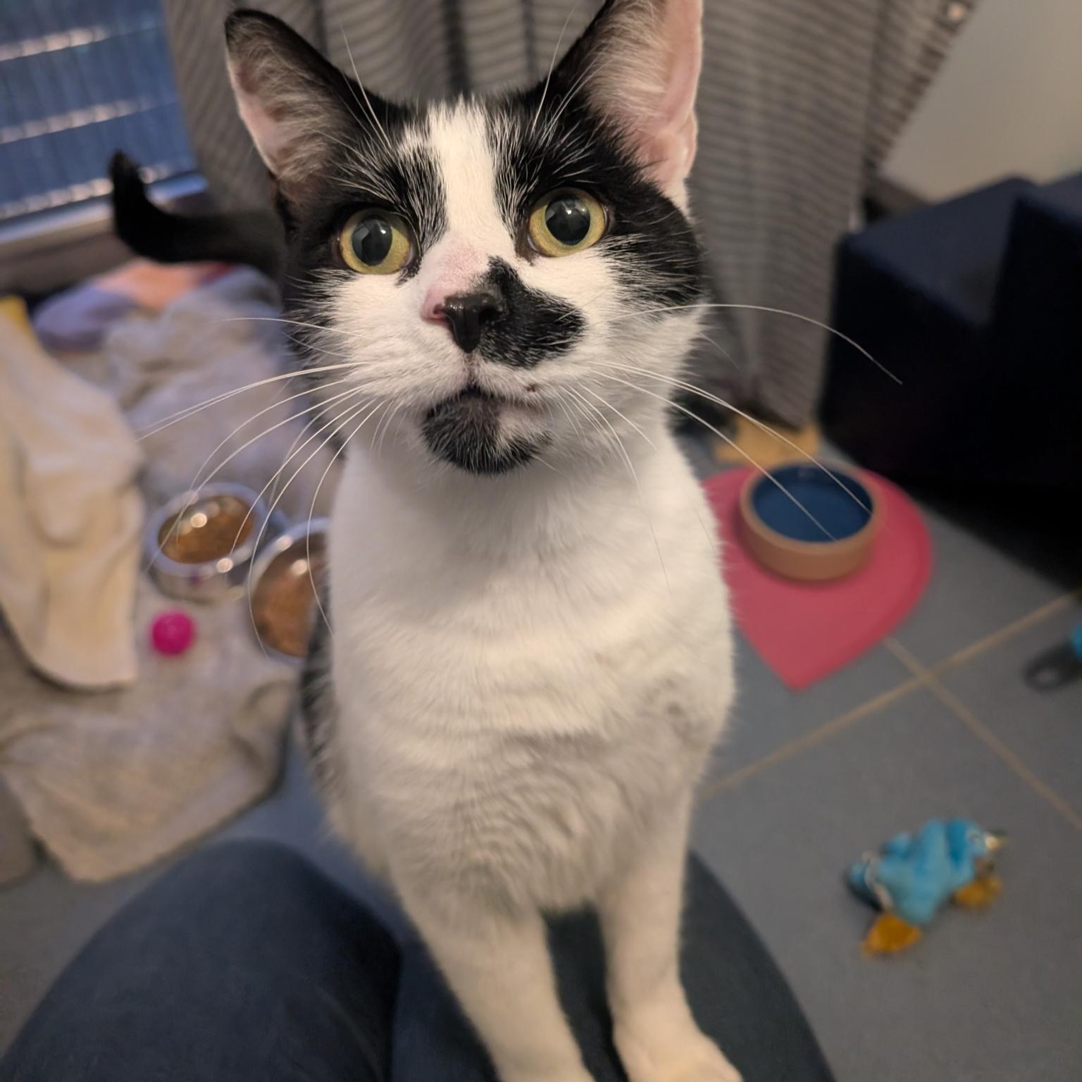 Meet the cats | Battersea Dogs & Cats Home