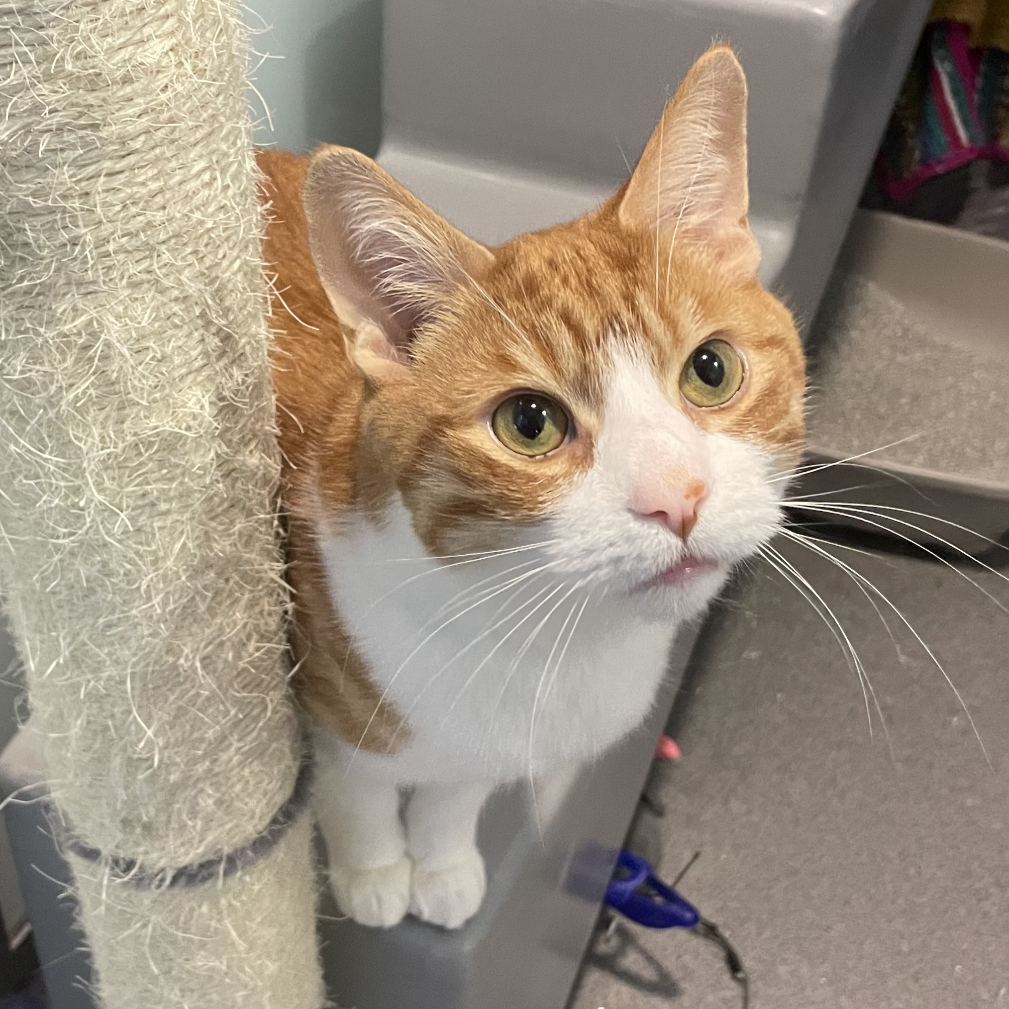 Meet the cats | Battersea Dogs & Cats Home