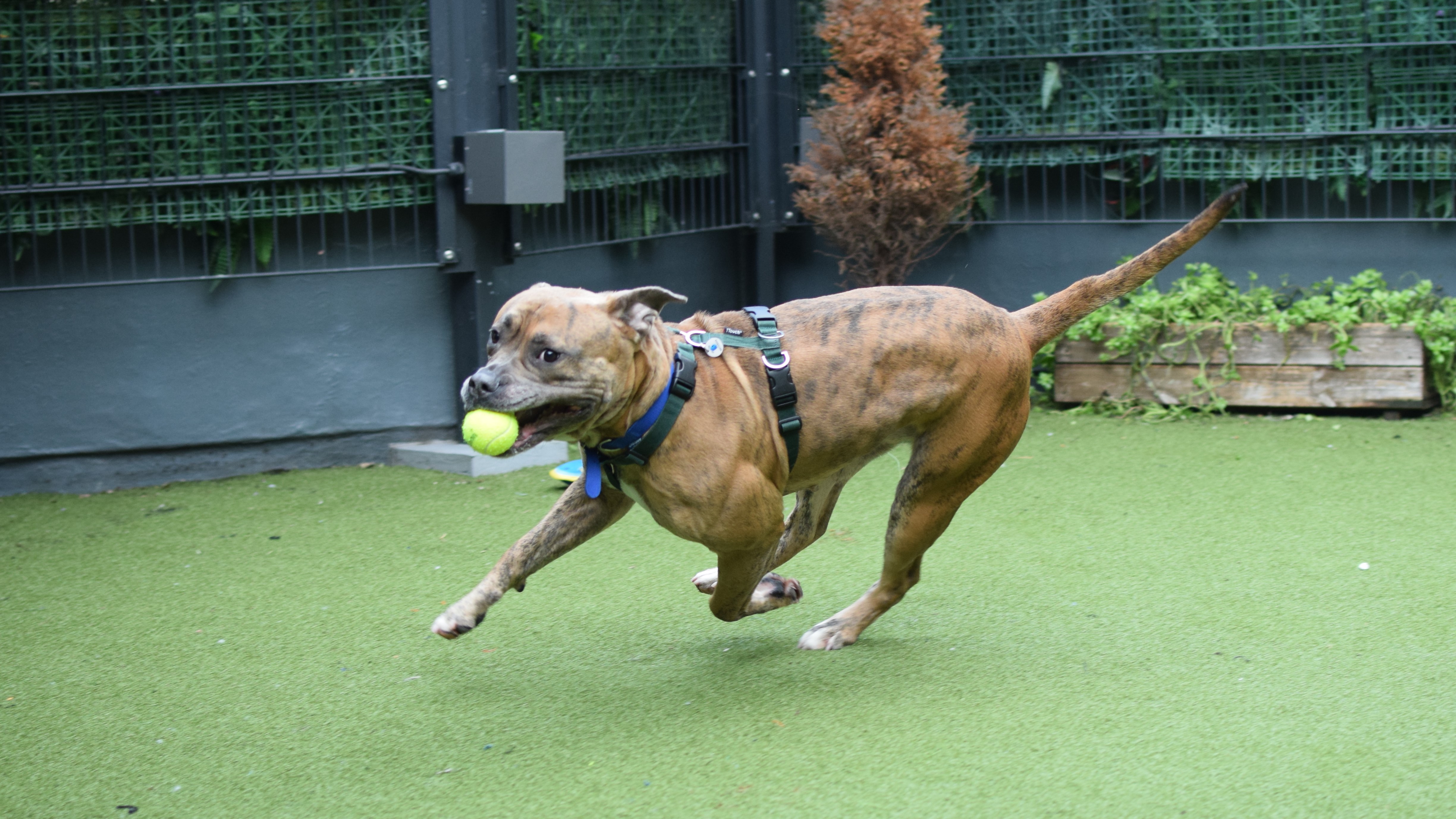 Karma, a 5 years old female Cane Corso available for adoption from Battersea Dogs & Cats Home in Nine Elms, Greater London