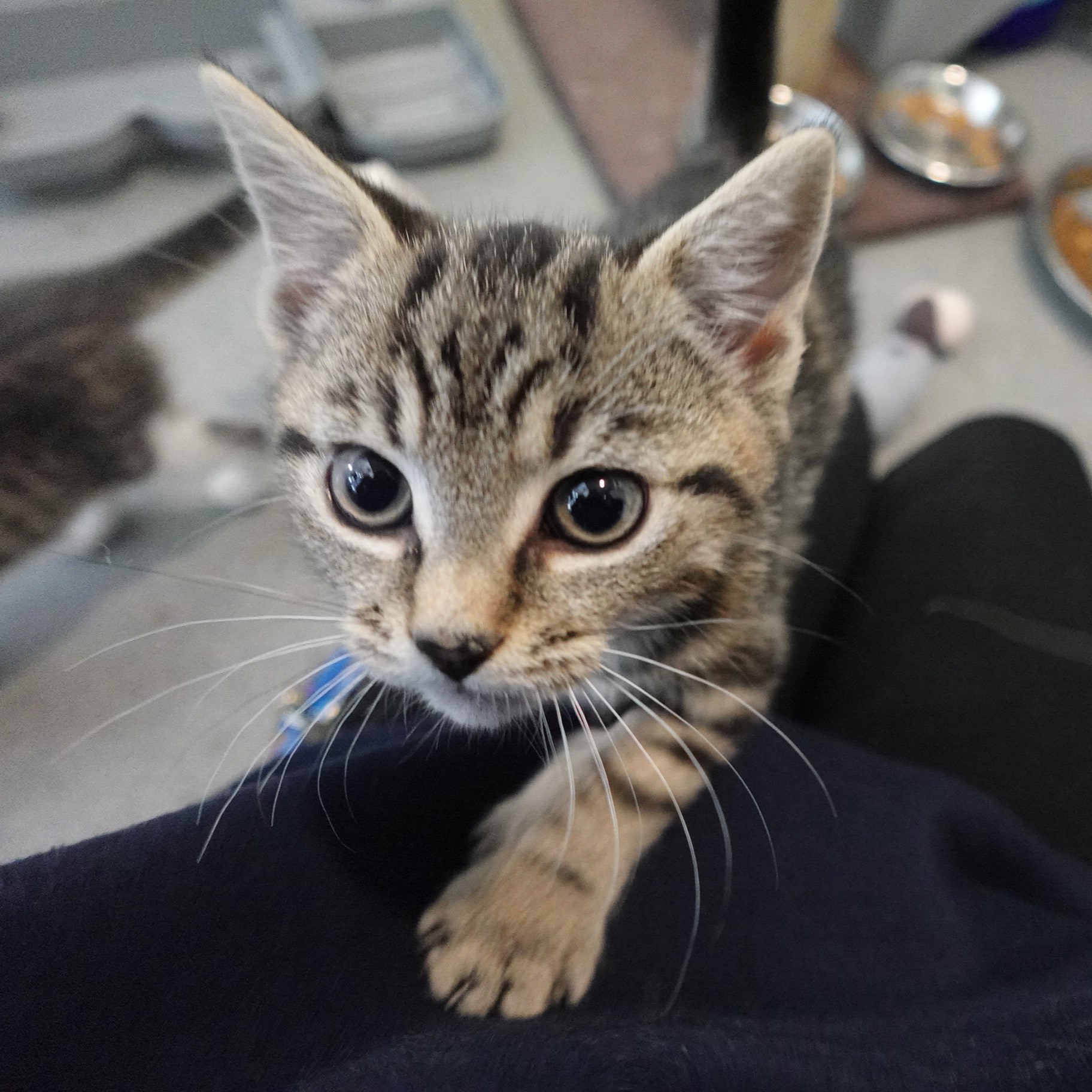 Meet the cats | Battersea Dogs & Cats Home