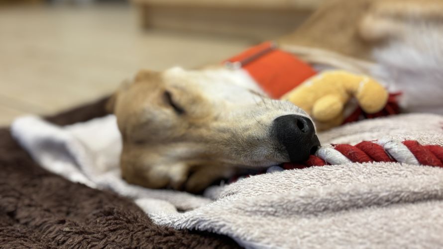 Tobie, a 2 years old male Lurcher available for adoption from Battersea Dogs & Cats Home in Nine Elms, Greater London