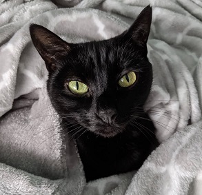 Meet the cats