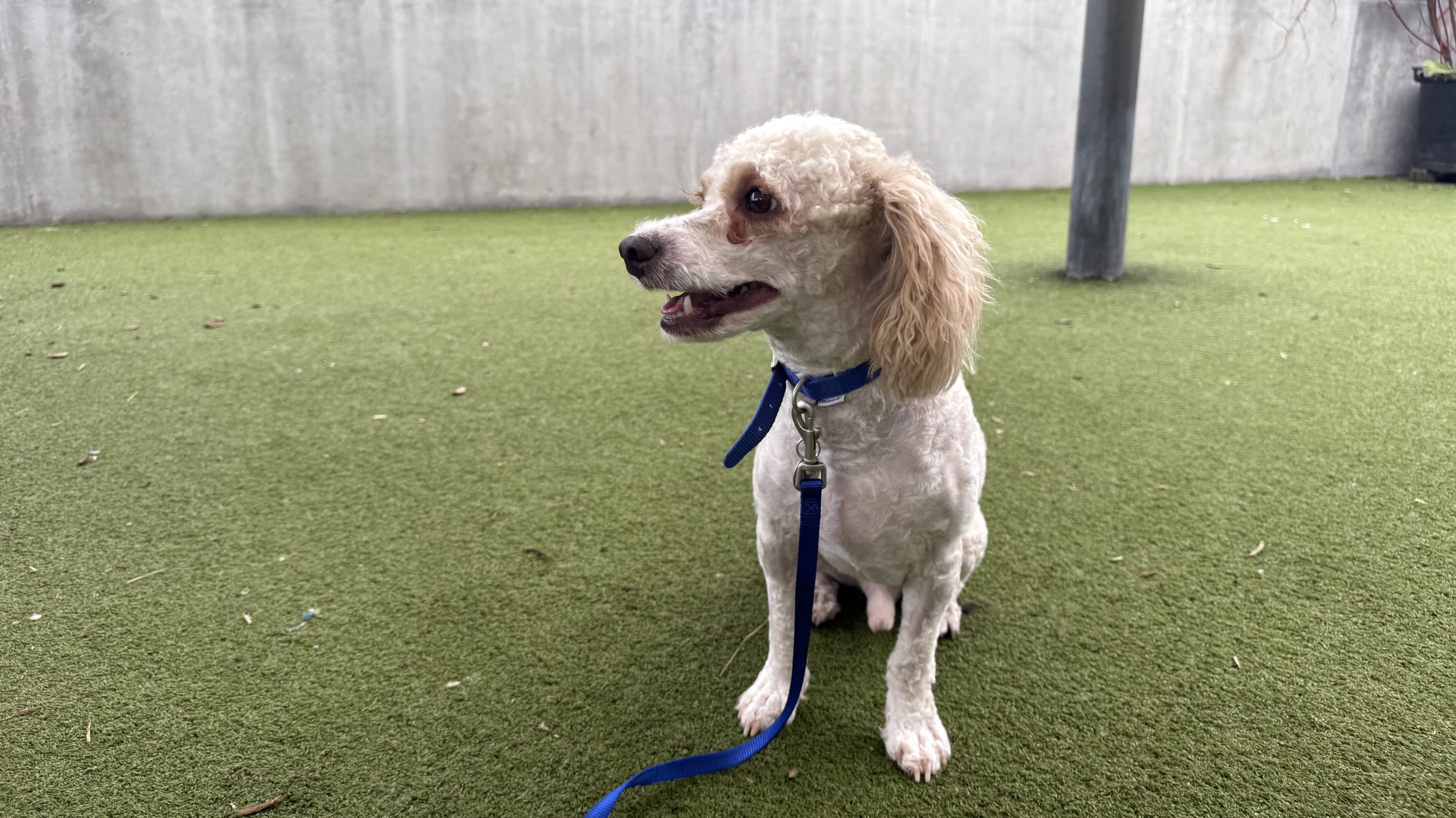 Happy, a 2 years old male Unknown available for adoption from Battersea Dogs & Cats Home in Nine Elms, Greater London