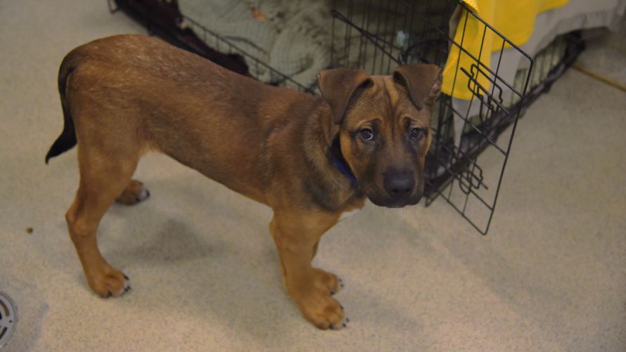 Sailor, a 3 months old unknown Unknown available for adoption from Battersea Dogs & Cats Home in Nine Elms, Greater London