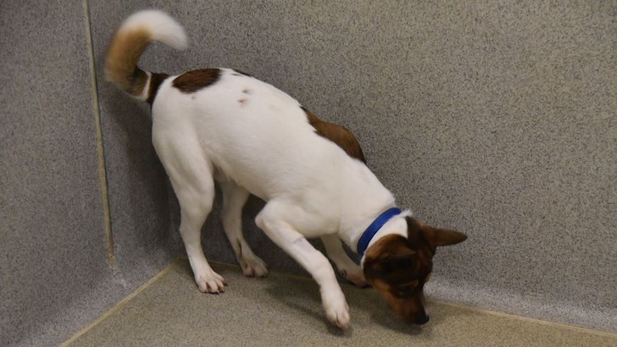 Ozzy, a 8 months old male Akita available for adoption from Battersea Dogs & Cats Home in Nine Elms, Greater London