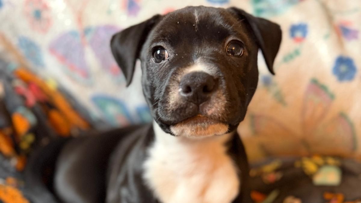 Svetlana, a 1 month old female Unknown available for adoption from Battersea Dogs & Cats Home in Nine Elms, Greater London