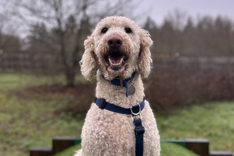 Willow, a 7 years old female Labrador available for adoption from Battersea Dogs & Cats Home in Nine Elms, Greater London