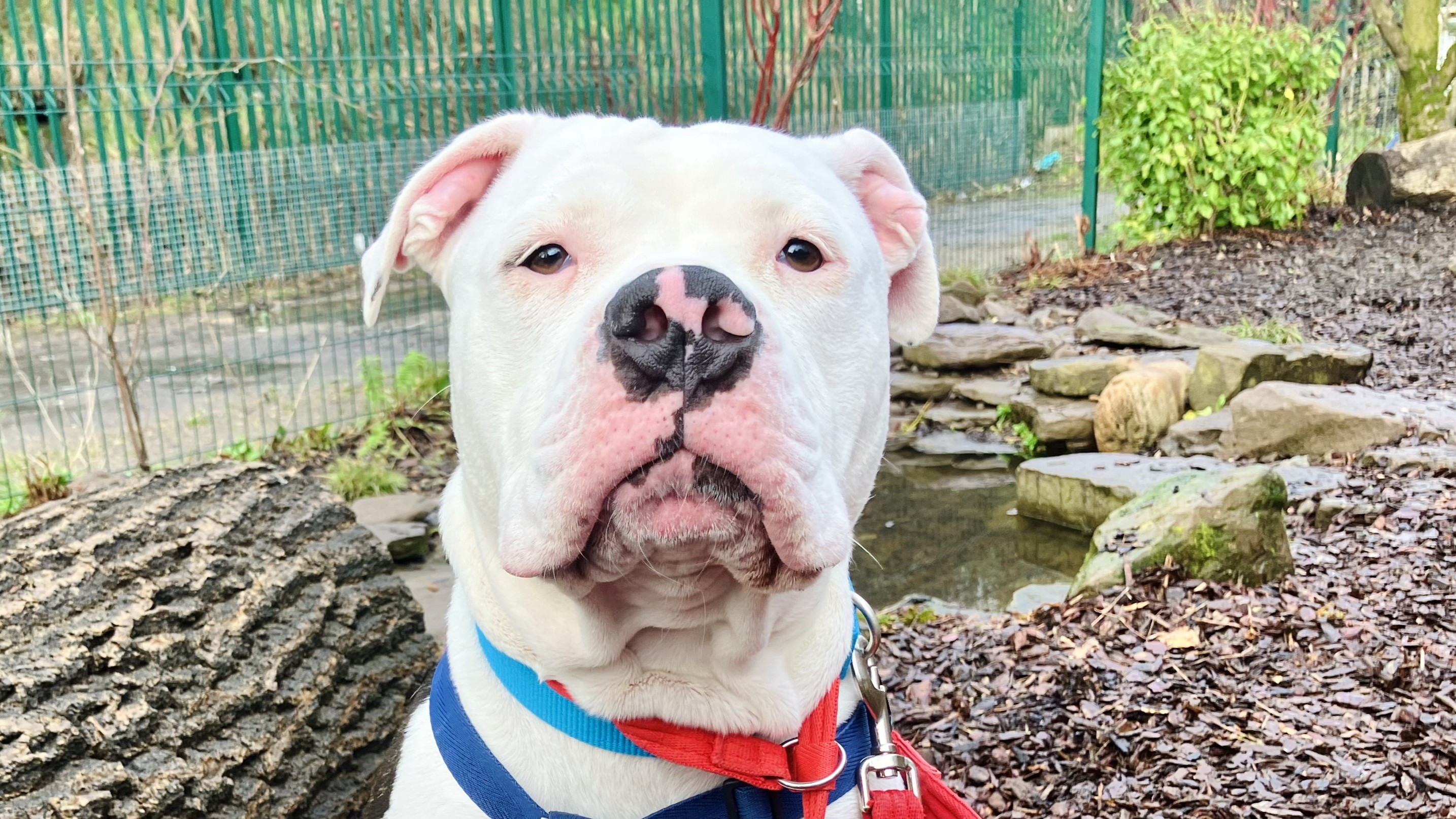 Roxi, a 2 years old female Bulldog available for adoption from Battersea Dogs & Cats Home in Nine Elms, Greater London