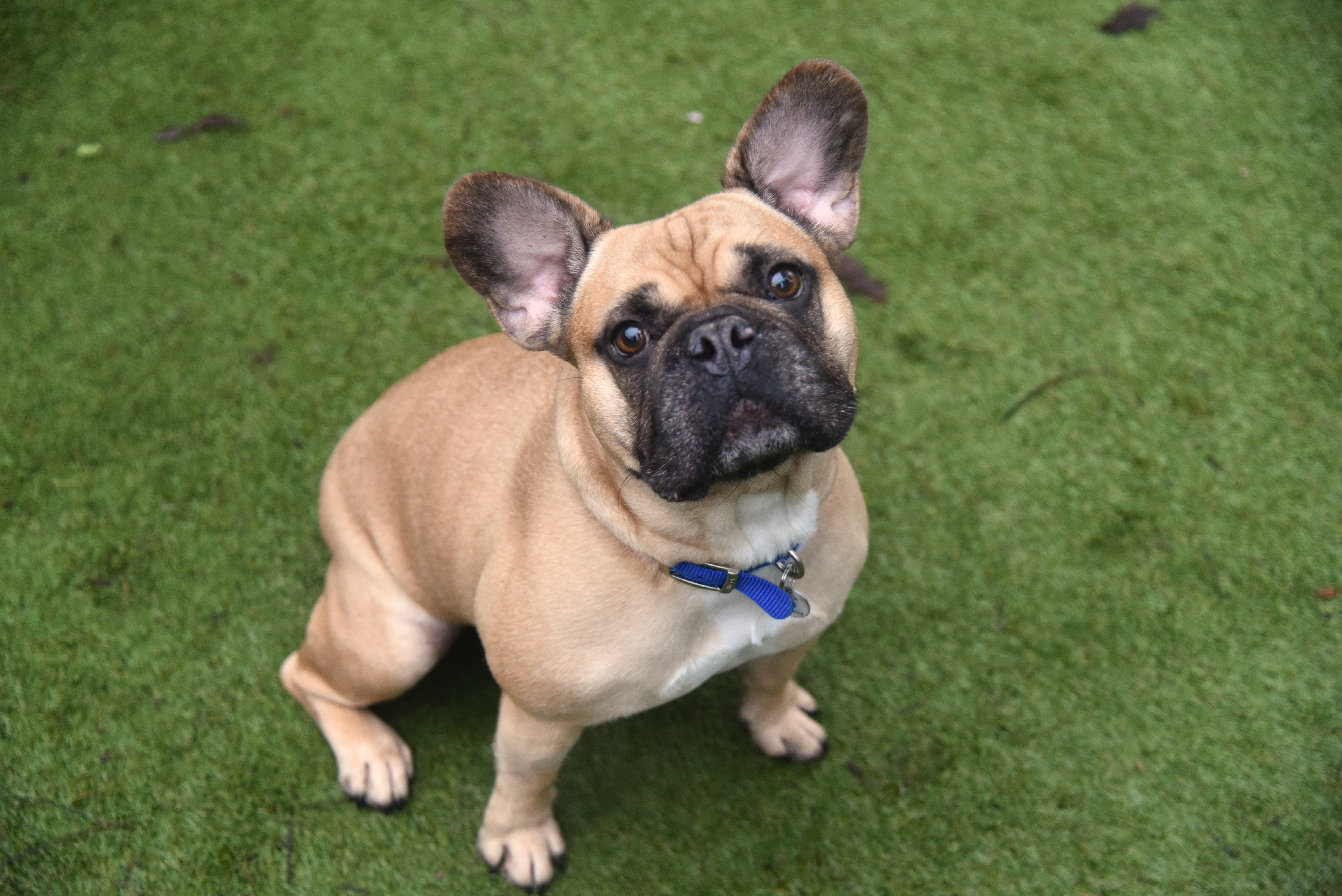 Dandy, a 5 years old male Bulldog available for adoption from Battersea Dogs & Cats Home in Nine Elms, Greater London