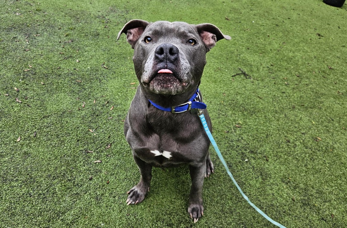 Blue, a 4 years old female Staffordshire Bull Terrier available for adoption from Battersea Dogs & Cats Home in Greater London