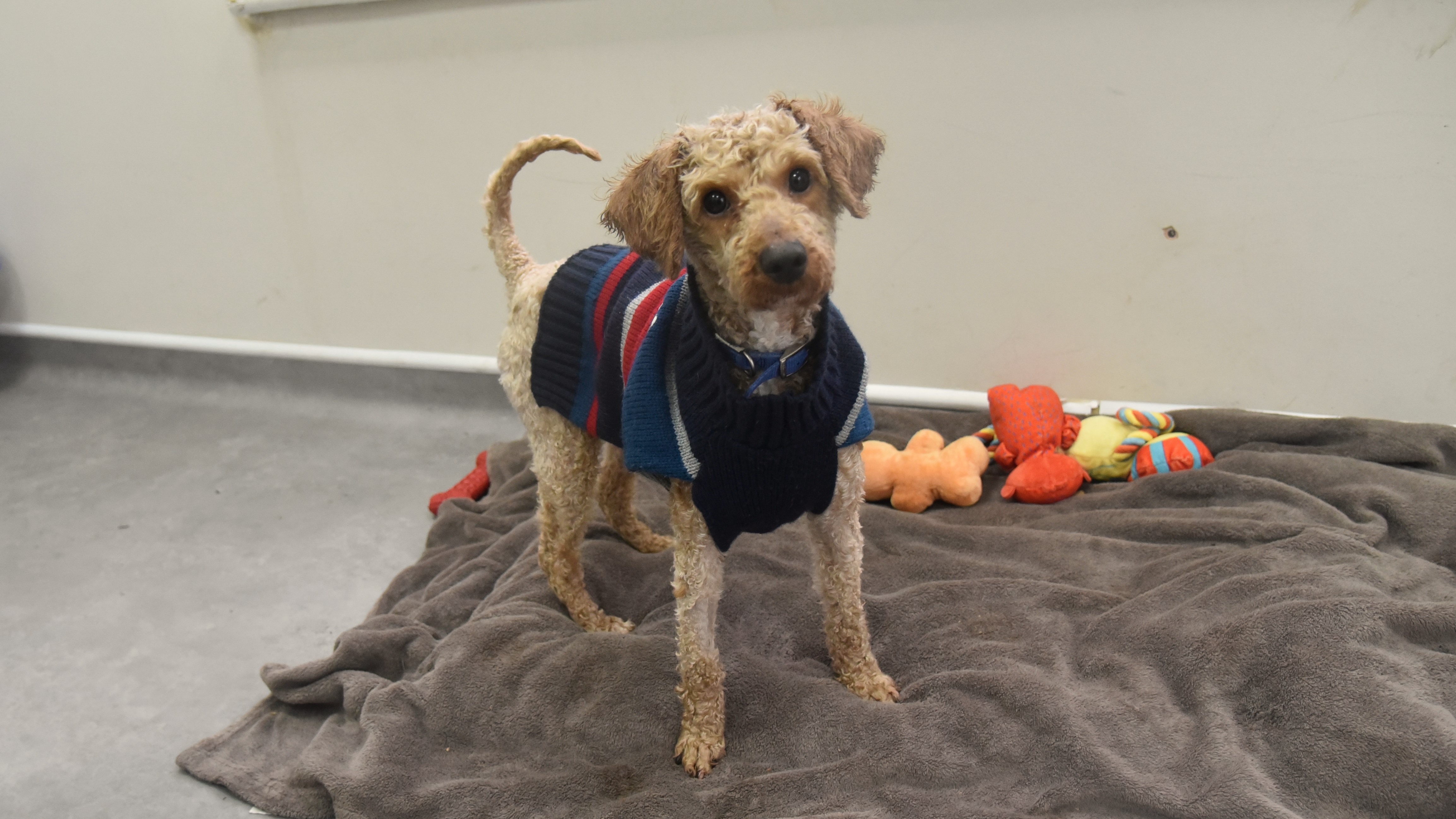 Charlie, a 3 years old male Poodle available for adoption from Battersea Dogs & Cats Home in Nine Elms, Greater London
