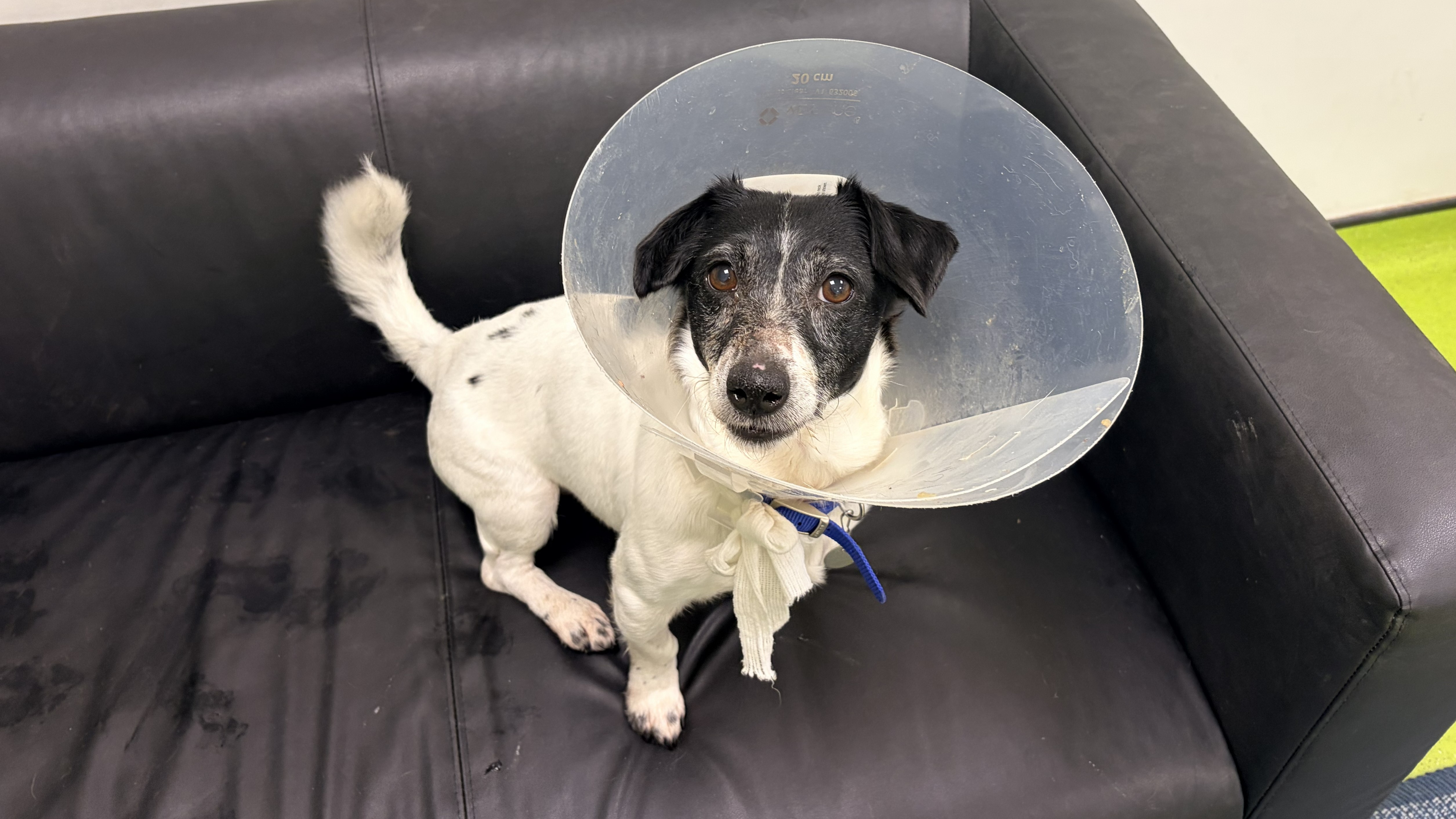Daphne, a 11 years old female Jack Russell Terrier available for adoption from Battersea Dogs & Cats Home in Nine Elms, Greater London