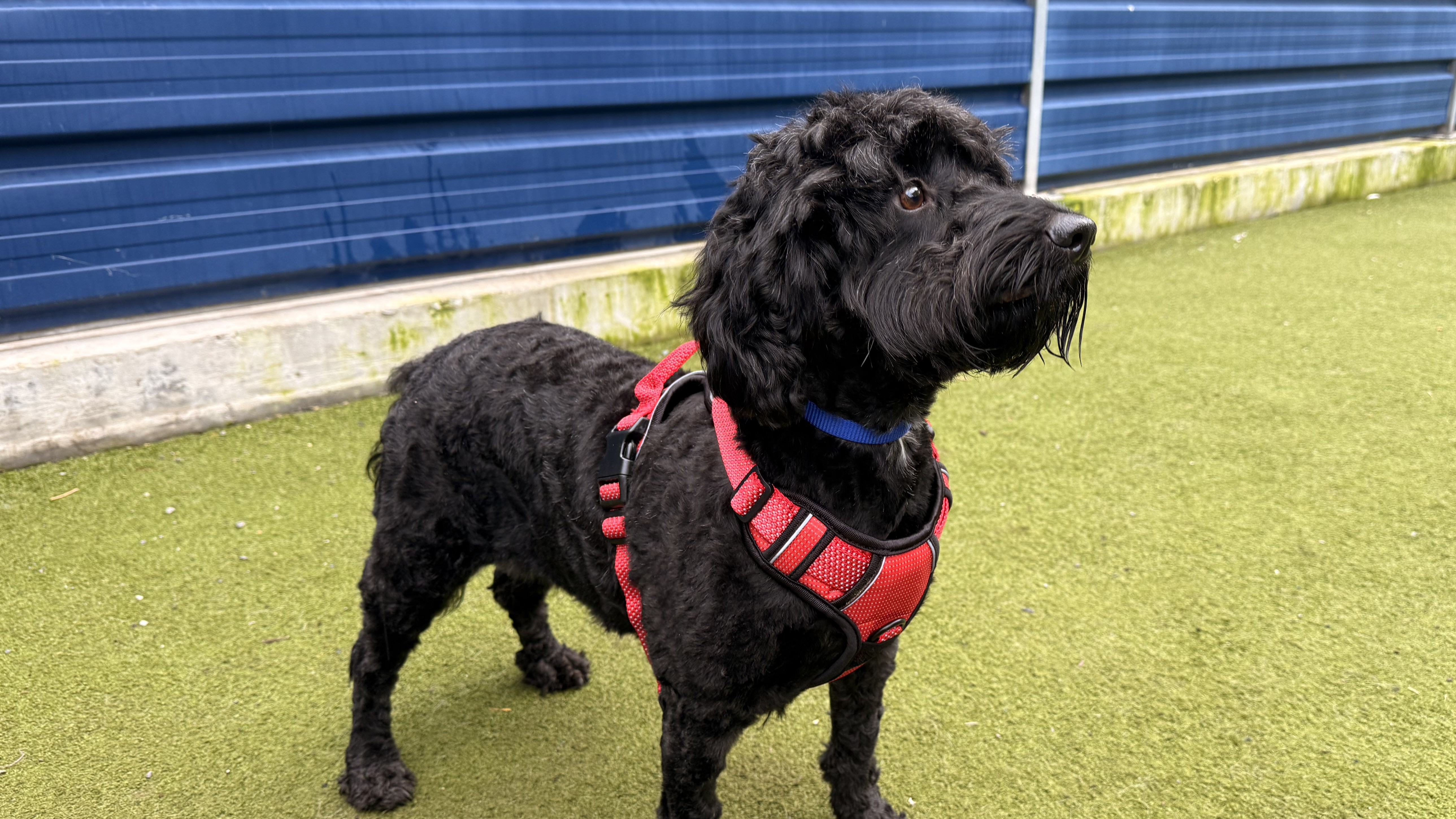 Doris, a 4 years old female Spaniel available for adoption from Battersea Dogs & Cats Home in Nine Elms, Greater London