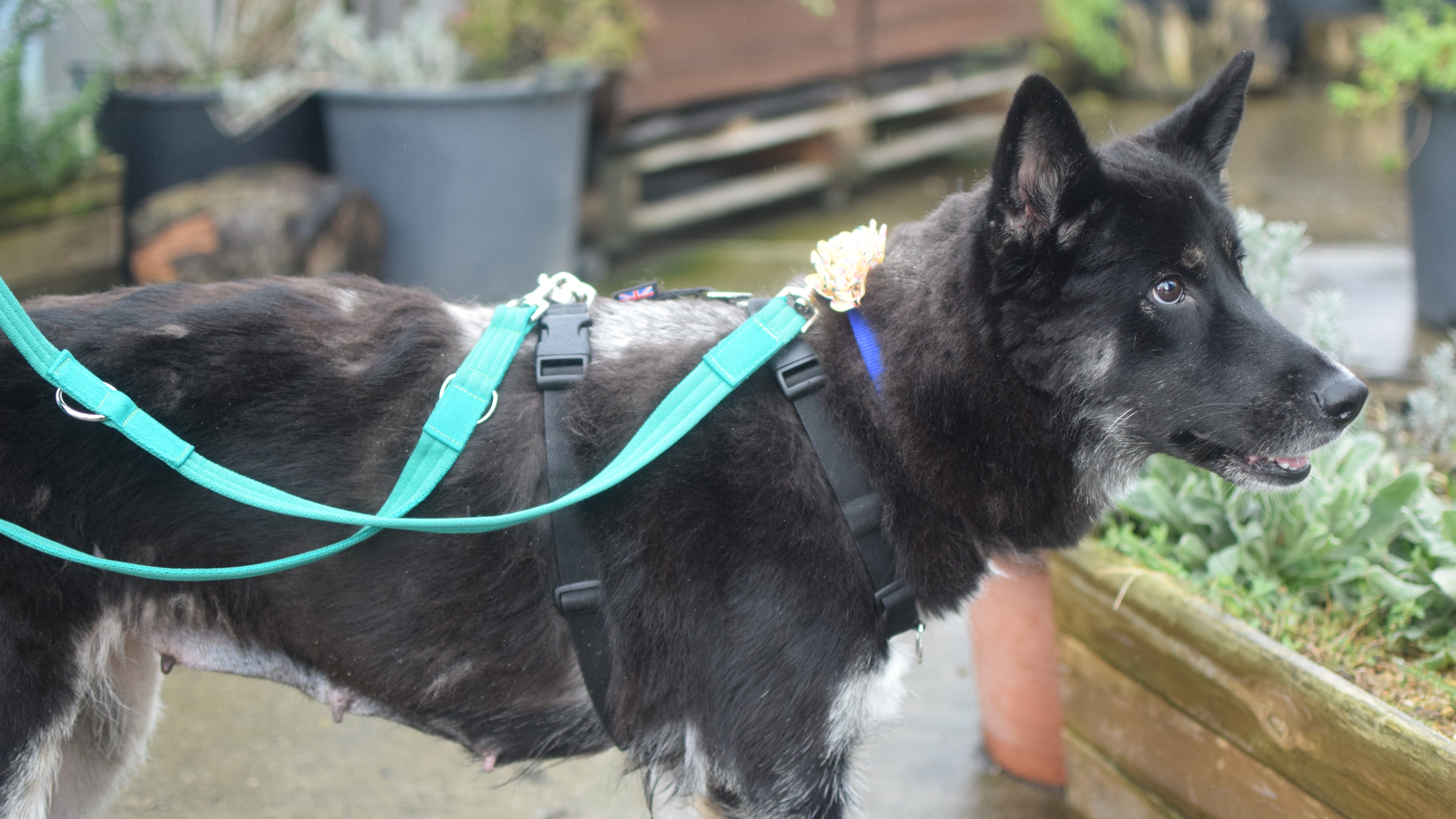Luna, a 5 years old female German Shepherd available for adoption from Battersea Dogs & Cats Home in Nine Elms, Greater London