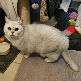 Meet the cats