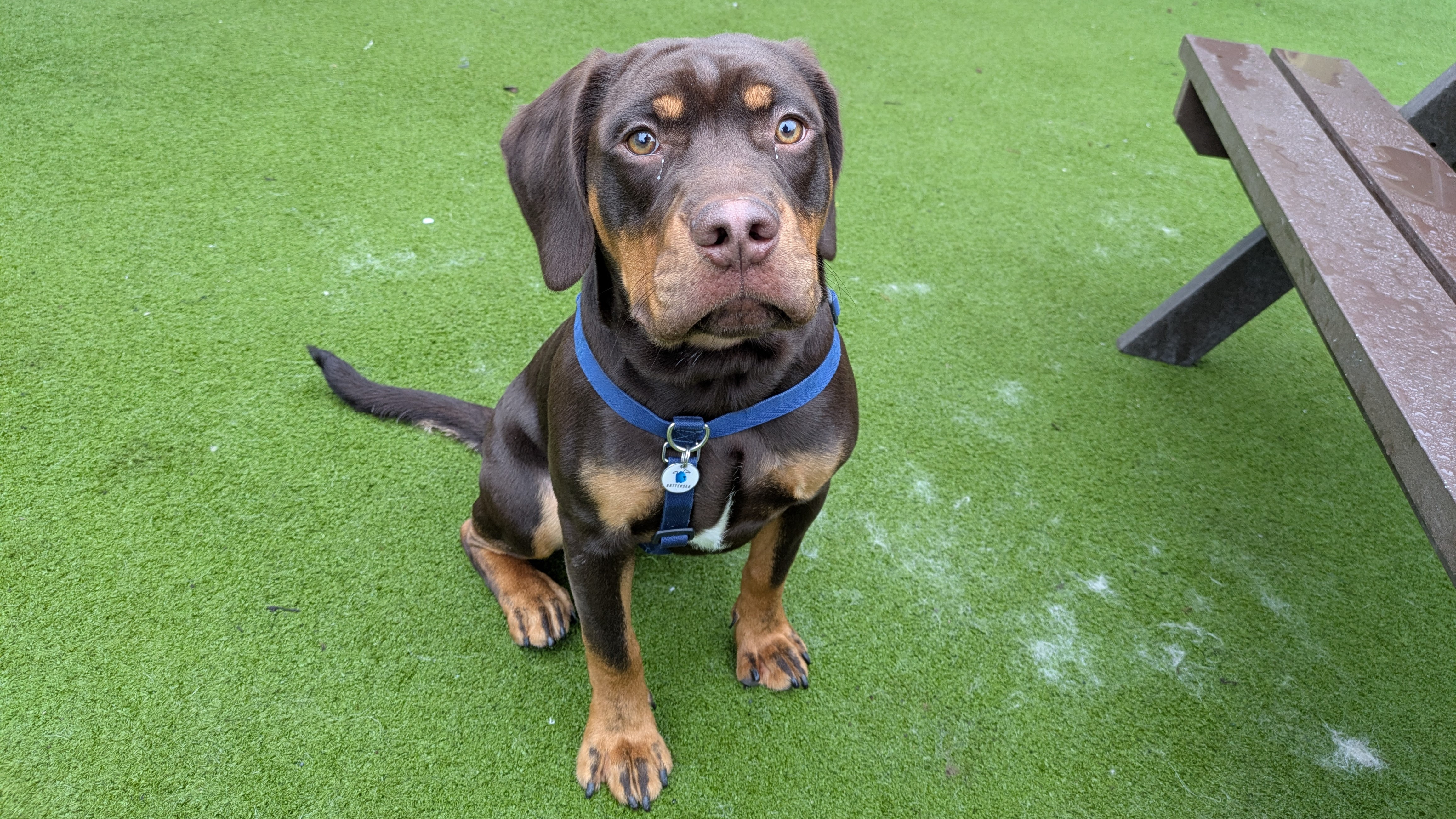 Charlie, a 7 months old male Rottweiler available for adoption from Battersea Dogs & Cats Home in Nine Elms, Greater London