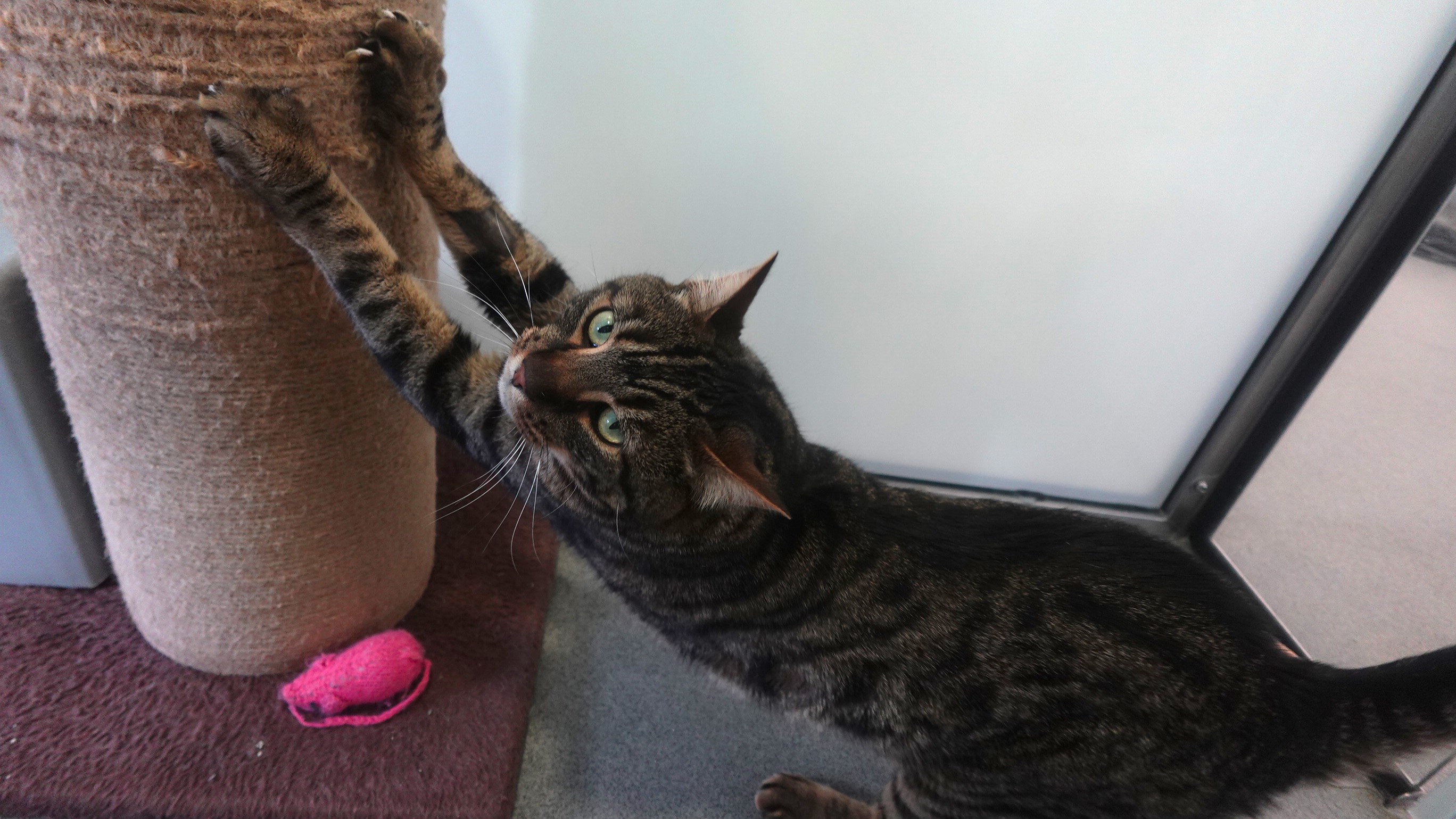 Berlioz basquicat — Domestic Short-hair