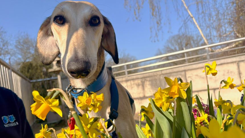 Mia, a 3 years old female Lurcher available for adoption from Battersea Dogs & Cats Home in Nine Elms, Greater London