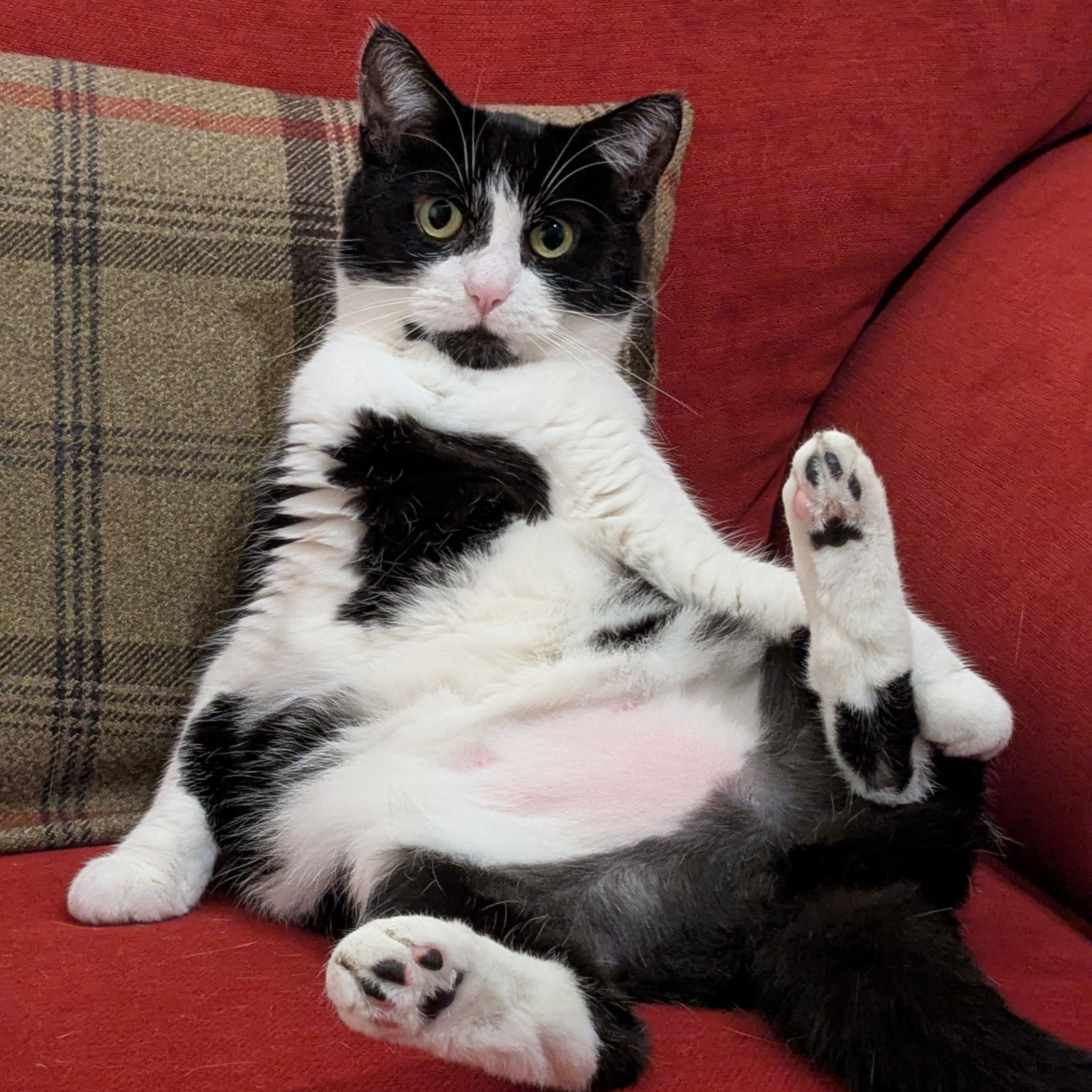 Meet the cats