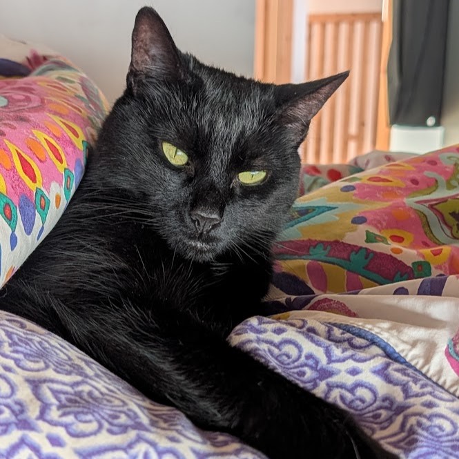Meet the cats