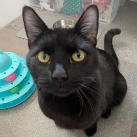 Meet the cats