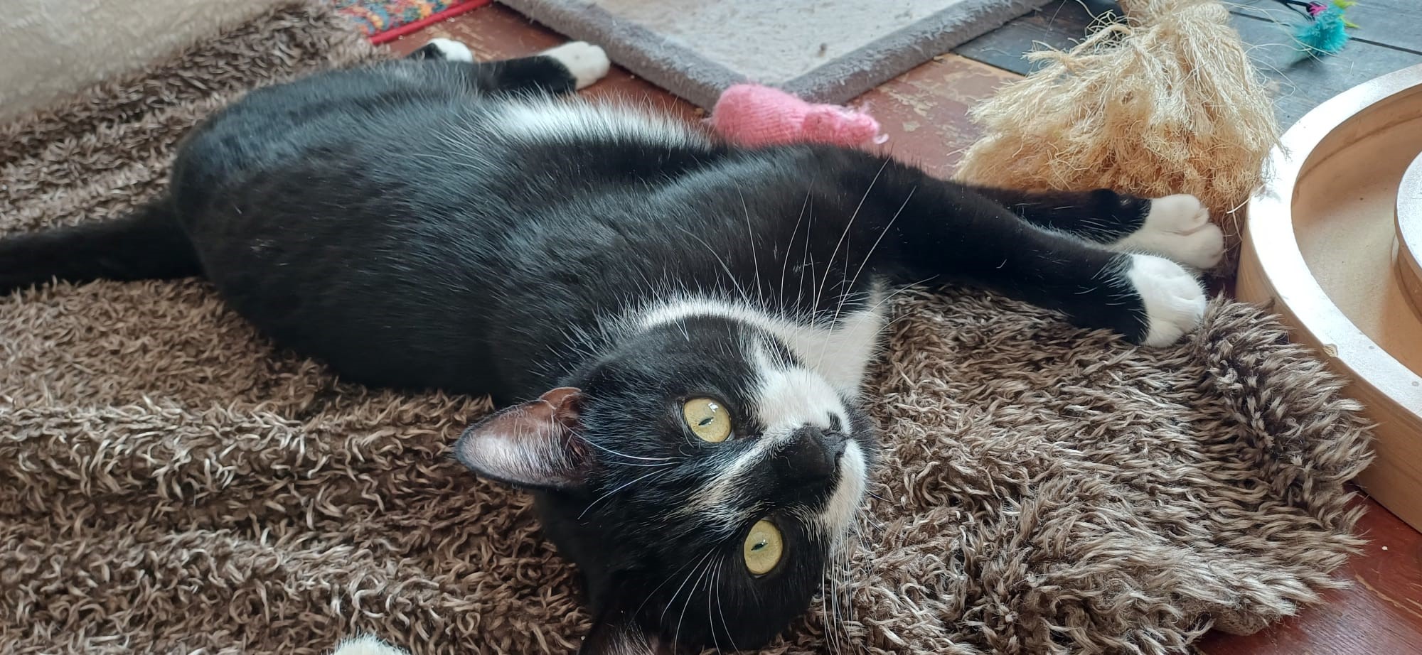 Frederick — Domestic Short-hair