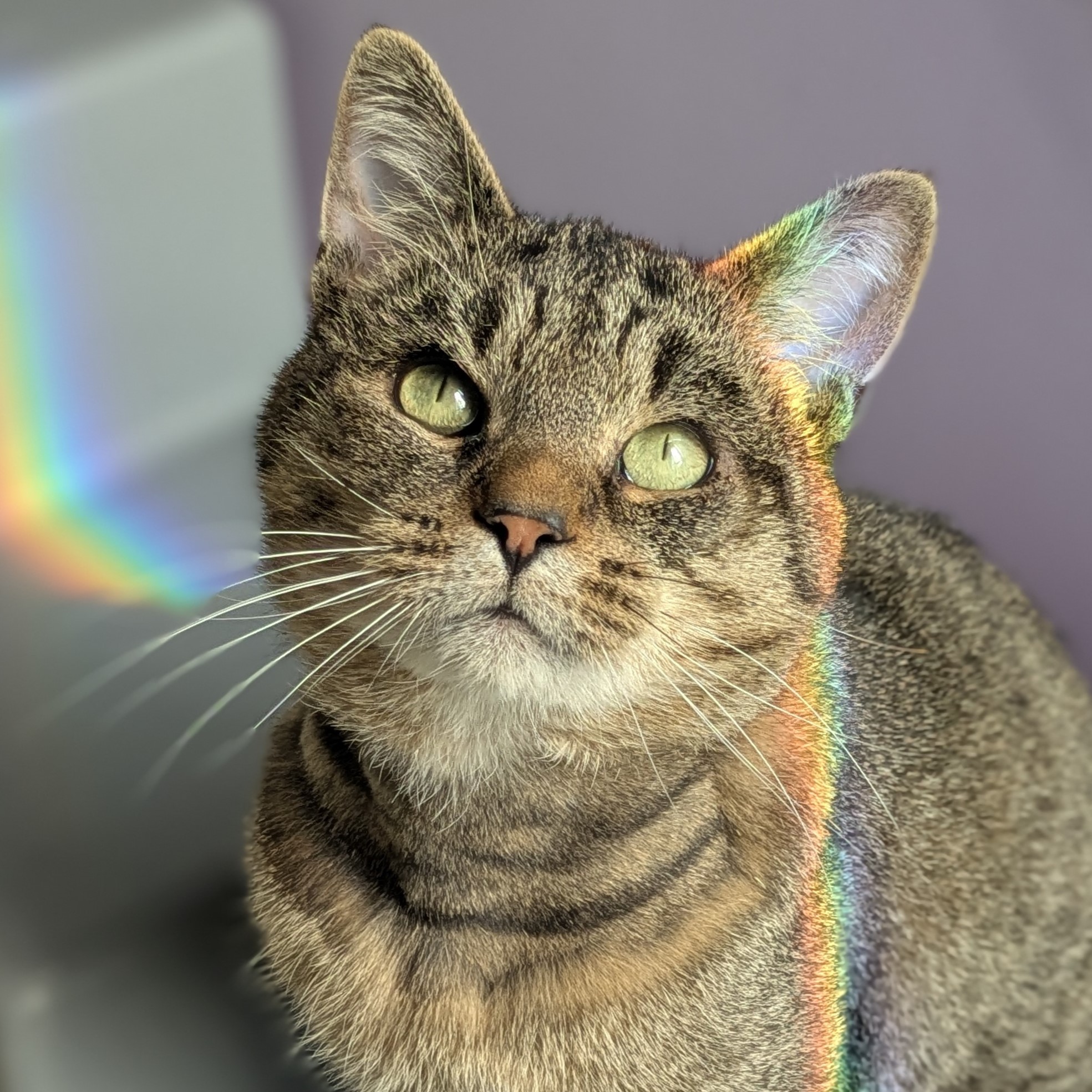 Meet the cats | Battersea Dogs & Cats Home