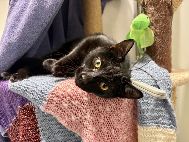 Pop — Domestic Short-hair