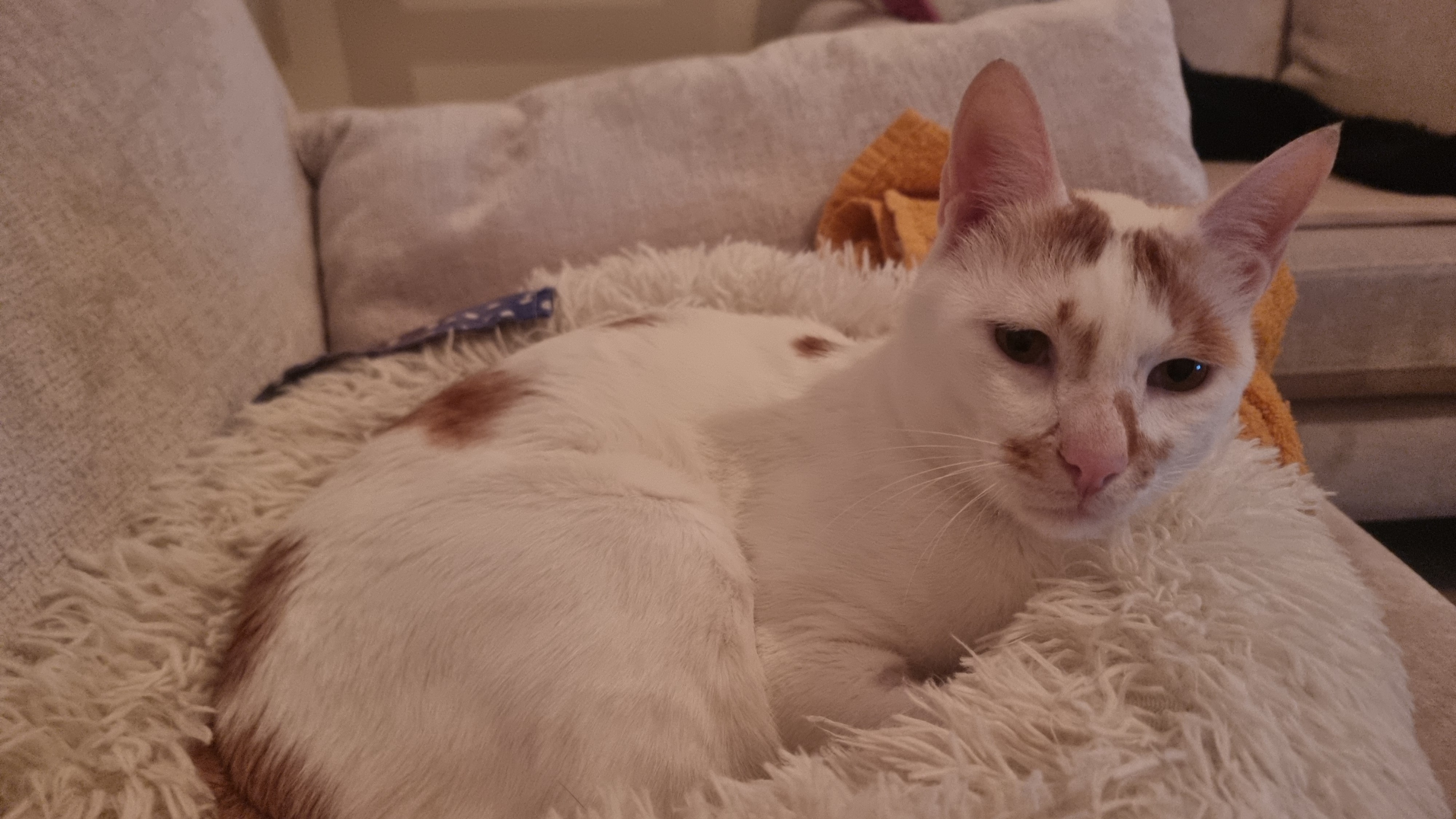 Huck — Arabian Mau