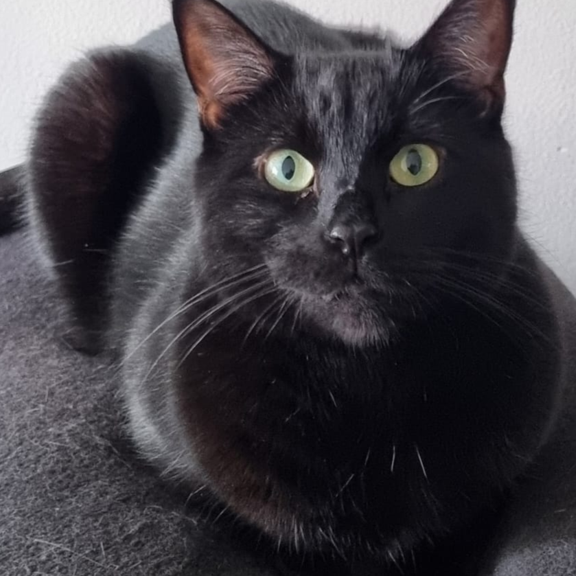 Meet the cats