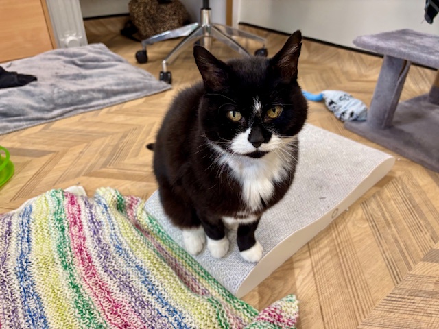 Cindy — Domestic Short-hair