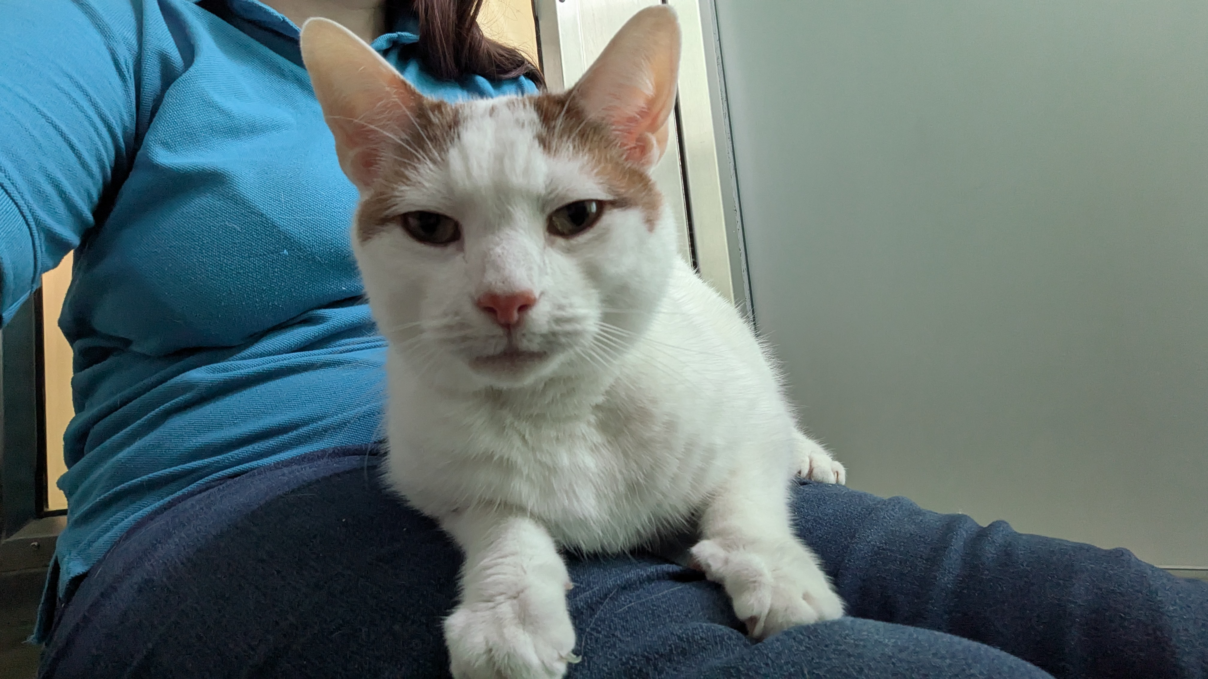 Levi — Domestic Short-hair