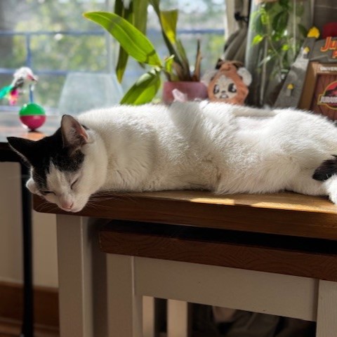 Meet the cats