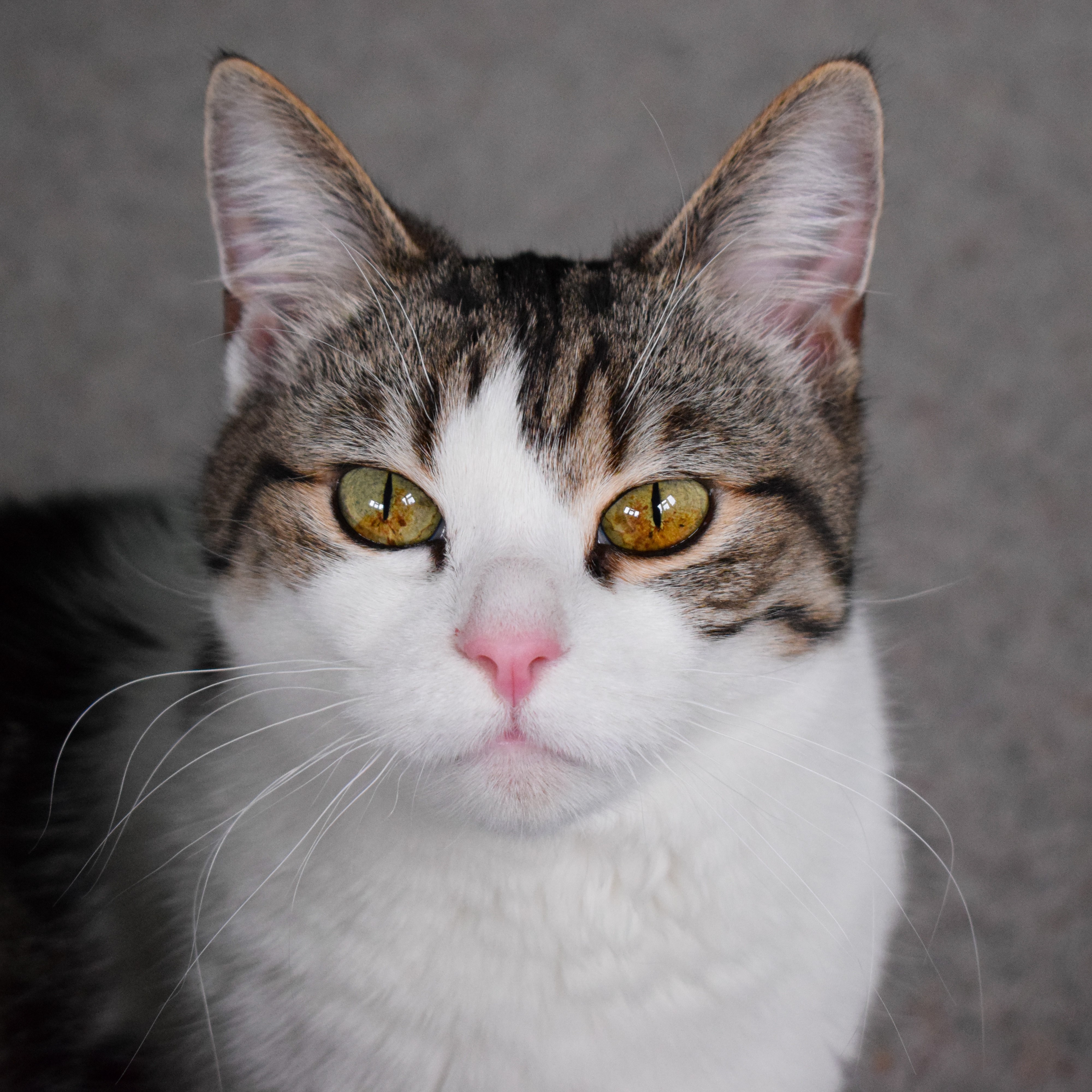 Meet the cats