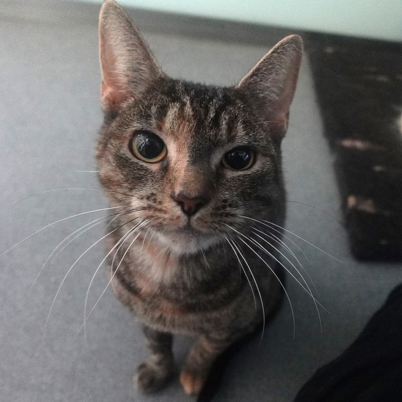 Meet the cats | Battersea Dogs & Cats Home