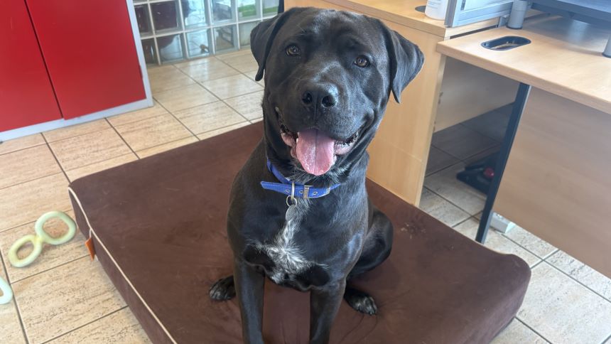 Jacob — Cane Corso