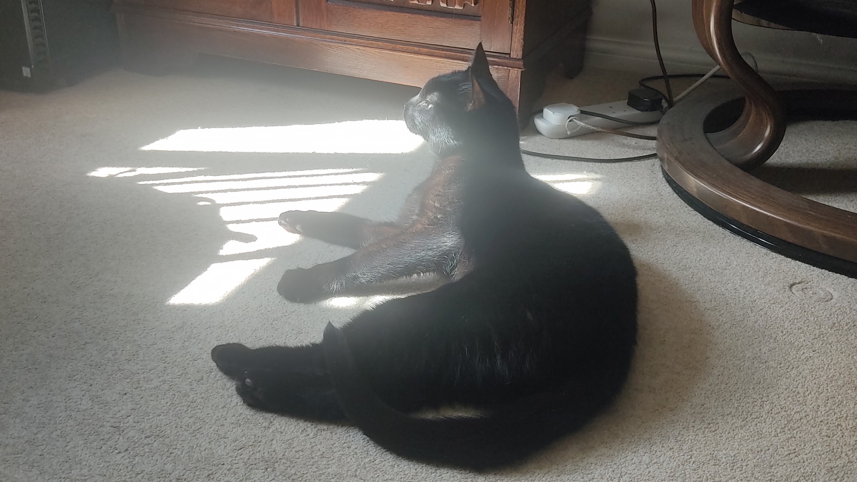 Simba — Domestic Short-hair