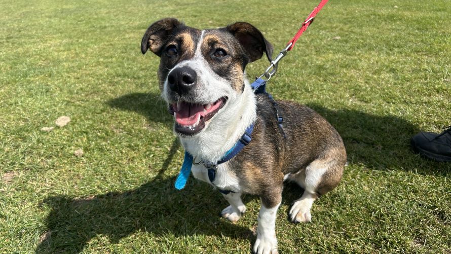 Cookie — Terrier: Jack Russell