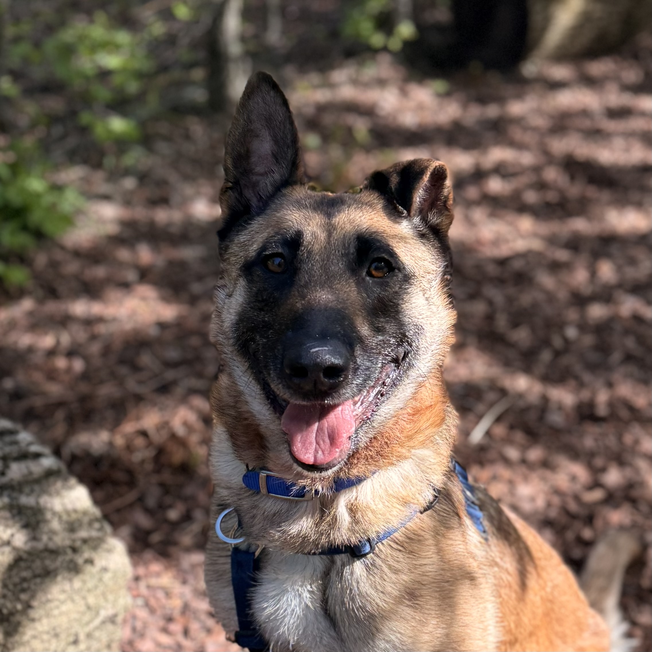 Meet the dogs