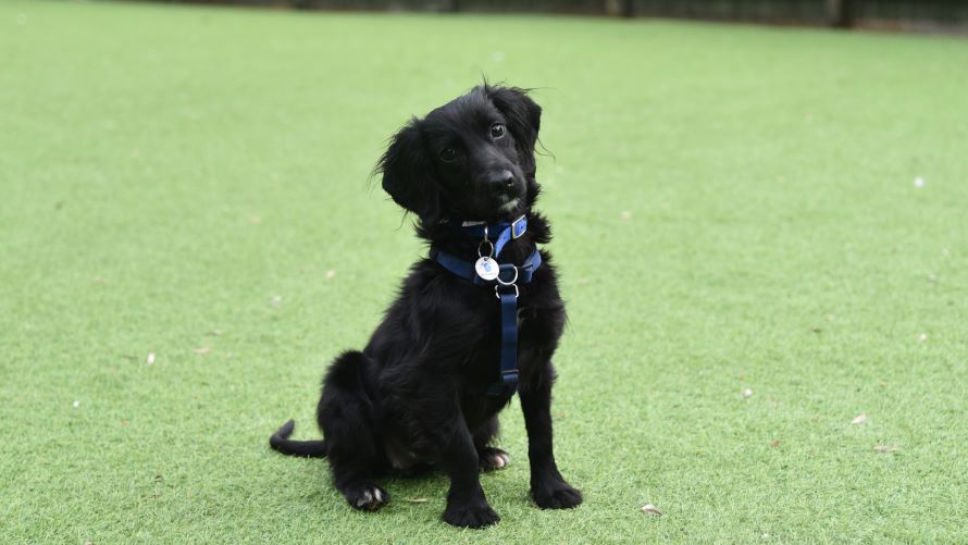 Ellie — Spaniel: Cocker