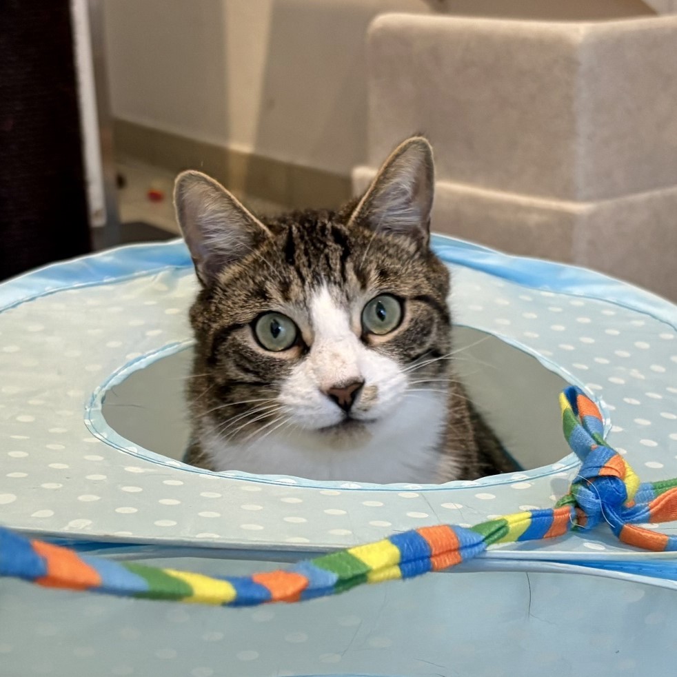Meet the cats