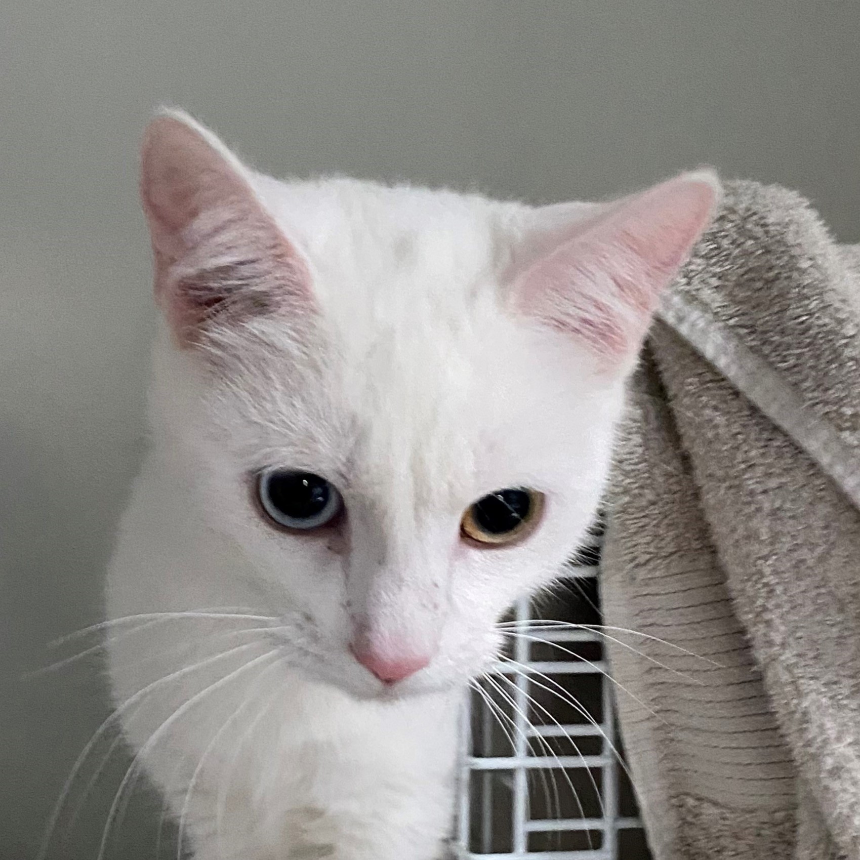 Lilly — Domestic Shorthair