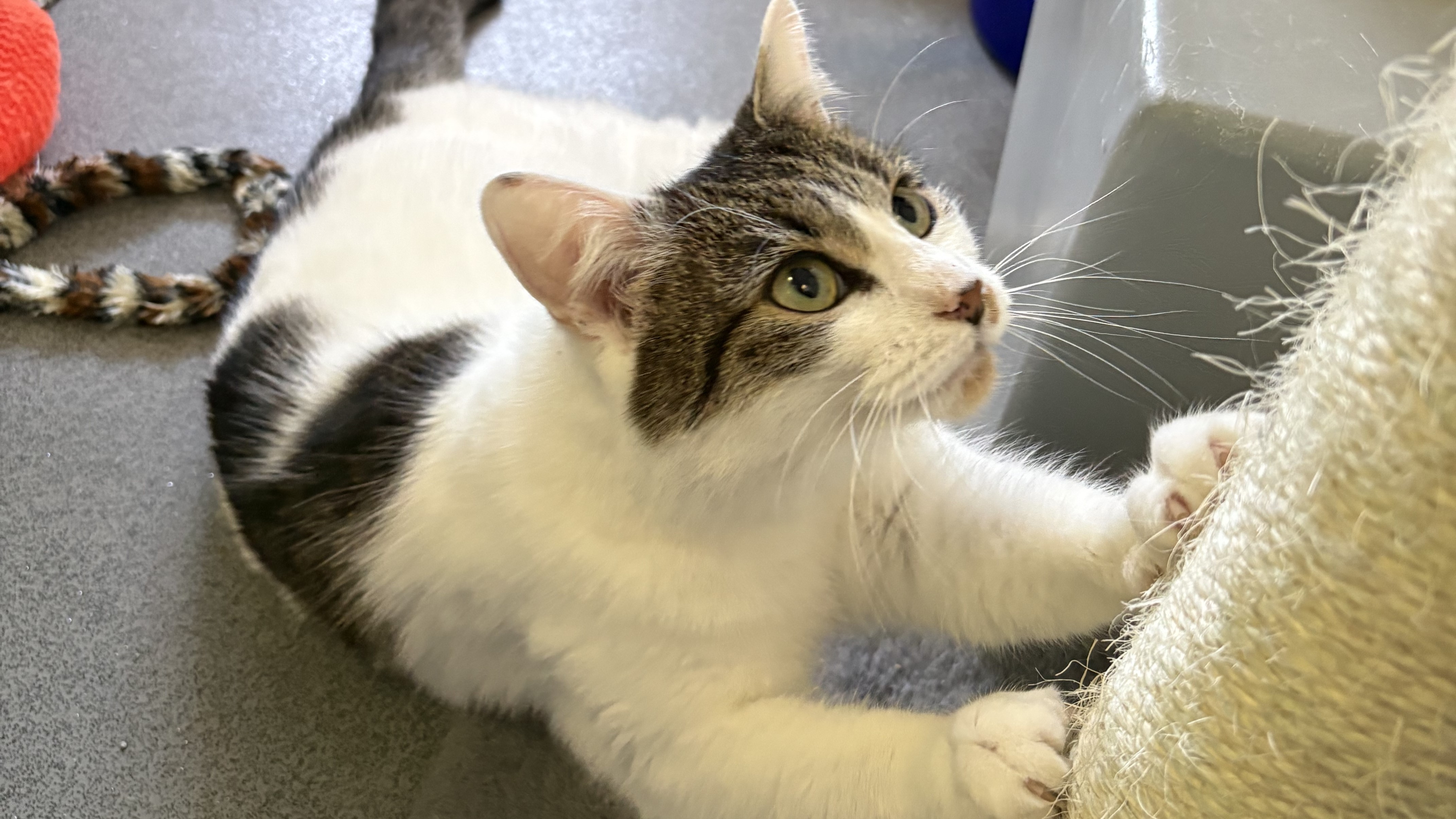 Jessie — Domestic Shorthair